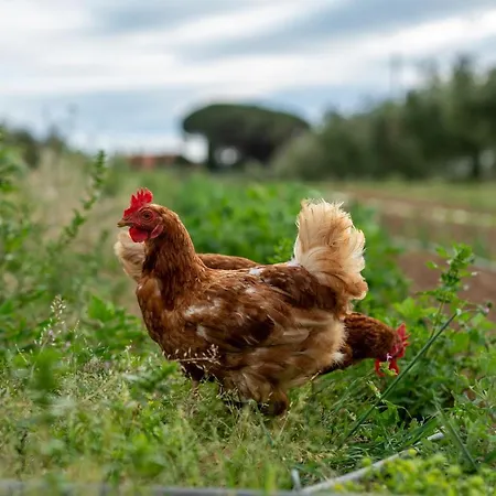 La Banchella Farma